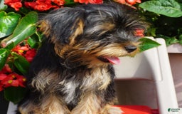 Yorkshire Terrier dogs for sale: Alyssa - Image 6