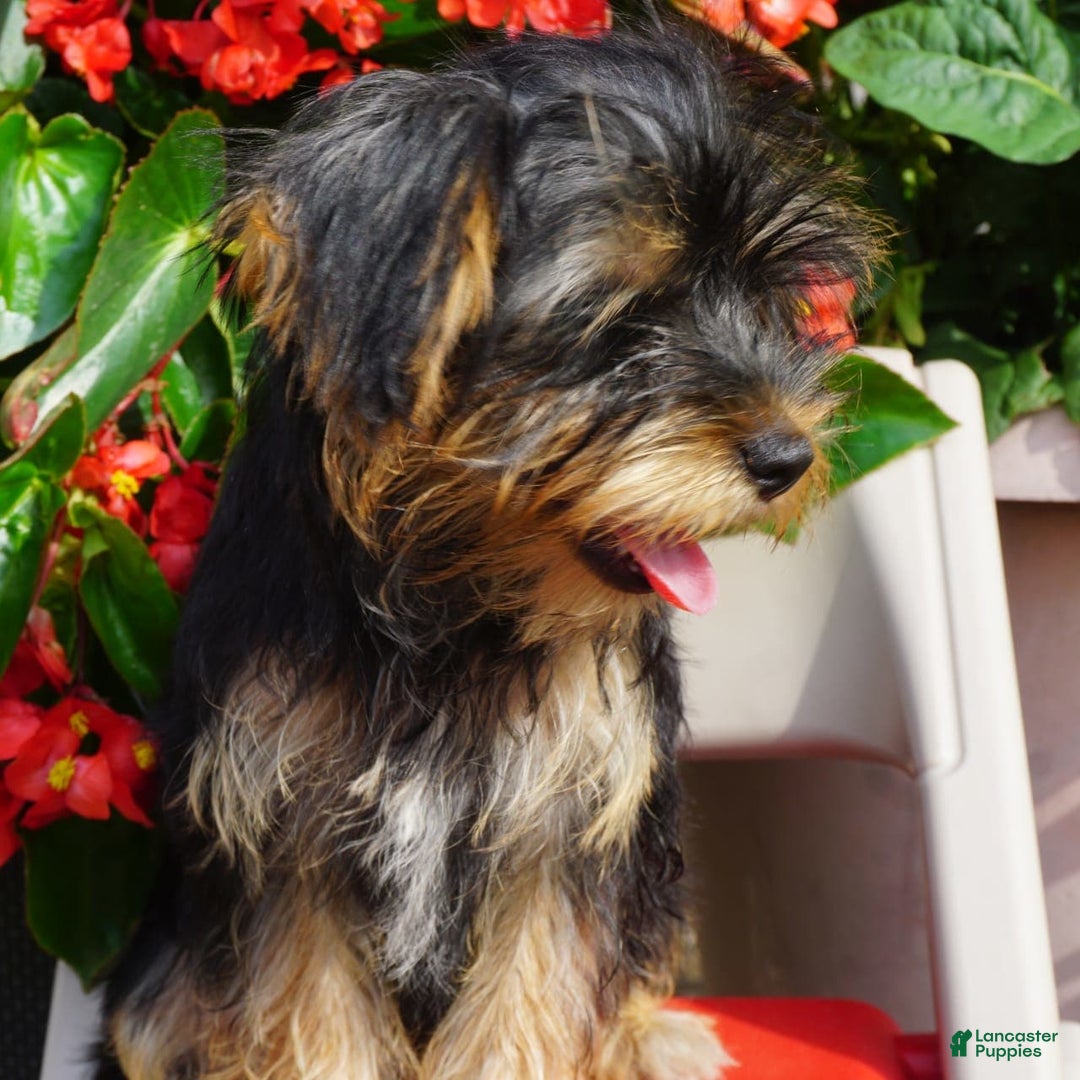 Yorkshire Terrier dogs for sale: Alyssa - Image 6