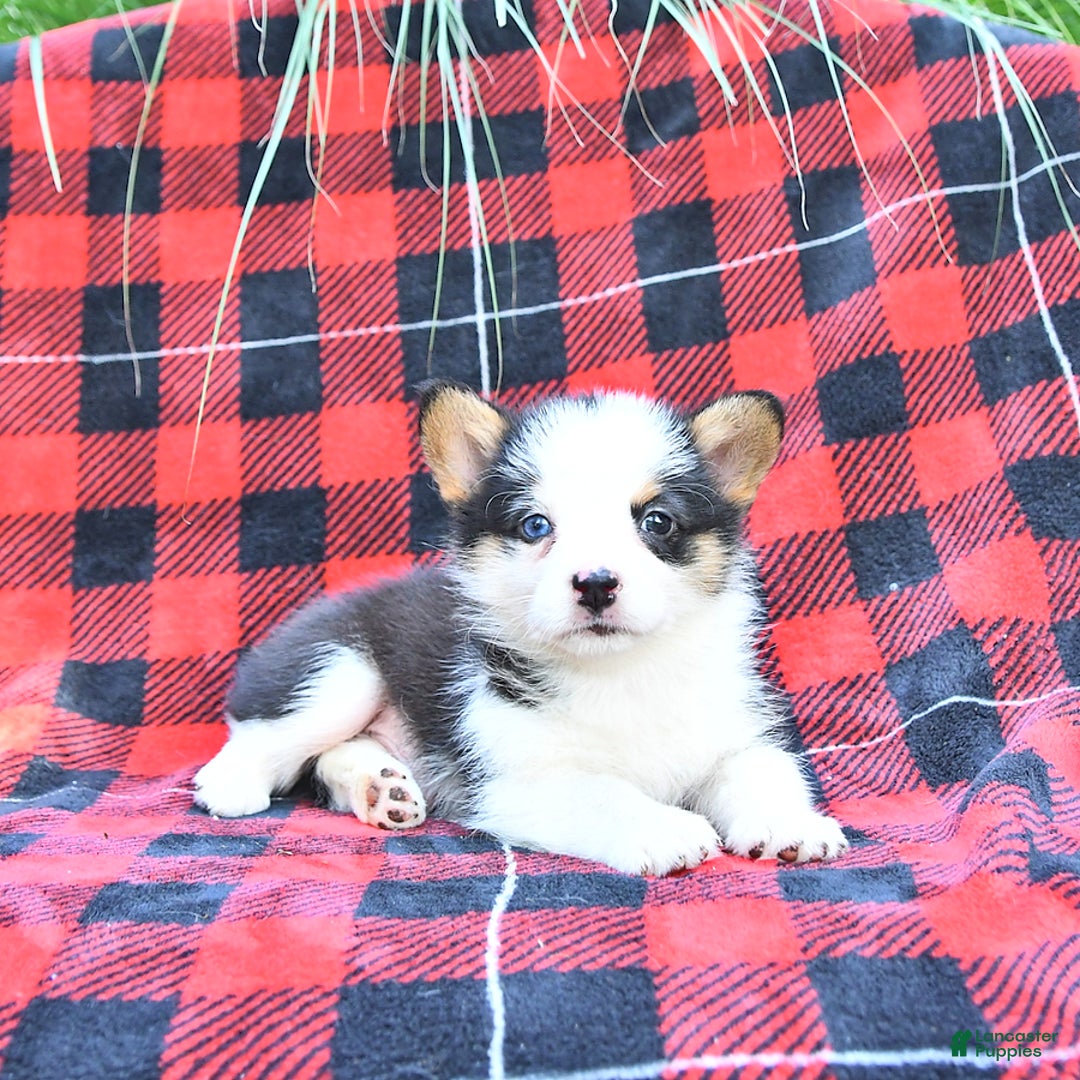 Welsh Corgi Pembroke dogs for sale: Scout - Image 1