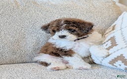 Saint Berdoodles dogs for sale: Indie Mini Saint Berdoodle - Image 4