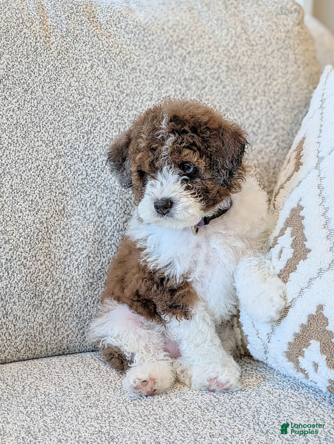 Saint Berdoodles dogs for sale: Indie Mini Saint Berdoodle - Image 4