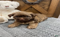 Morkie dogs for sale: Blue - Image 5