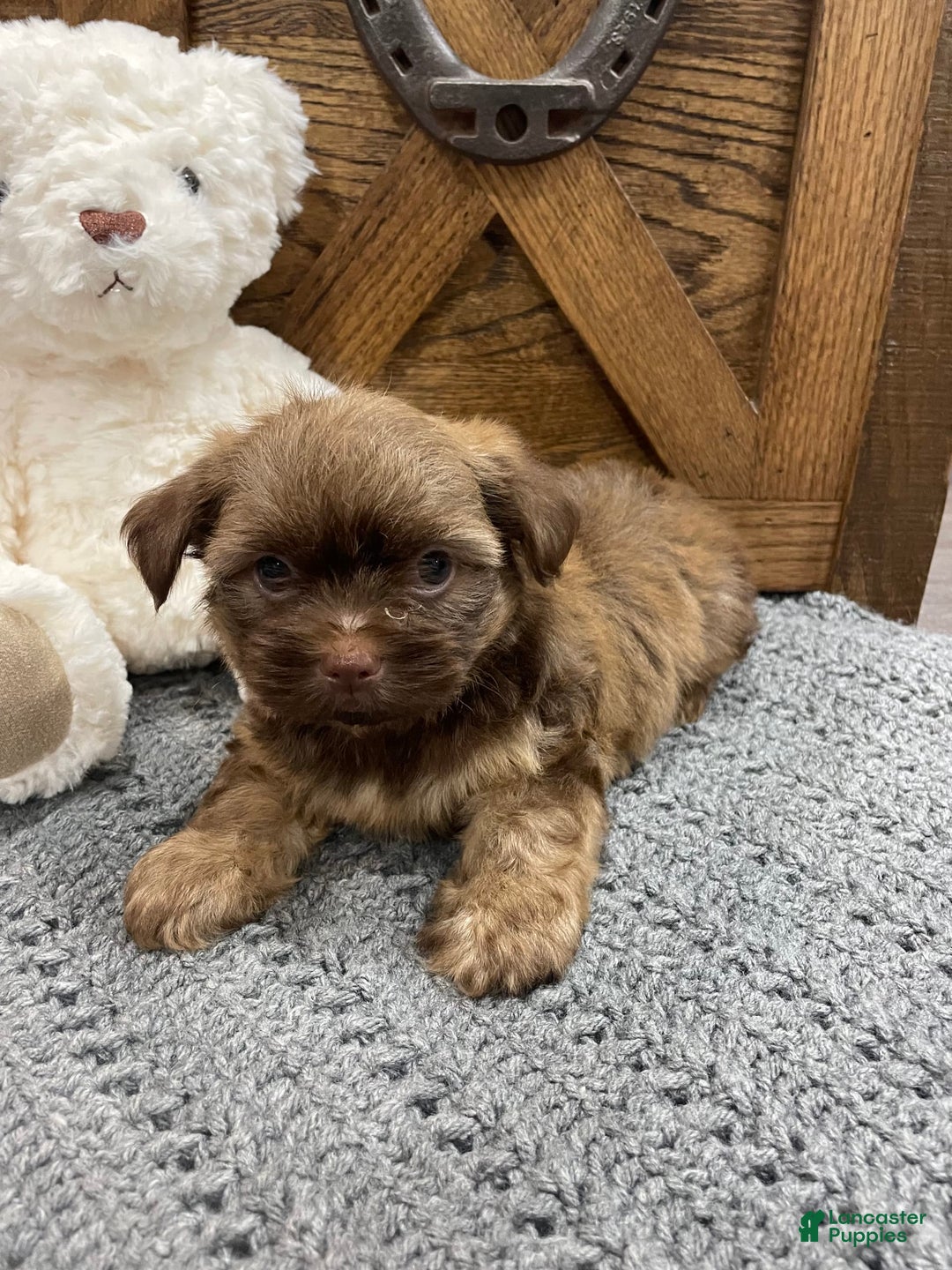 Morkie dogs for sale: Blue - Image 5
