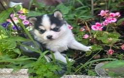 Pomsky dogs for sale: Mylo - Image 4