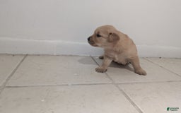 Golden Retriever dogs for sale: Leo - Image 3