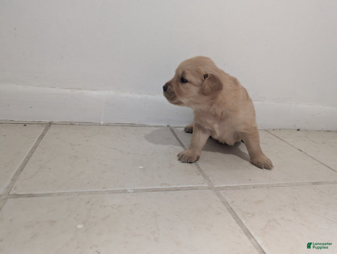 Golden Retriever dogs for sale: Leo - Image 3
