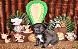 Chihuahua dogs for sale: Ohara - Image 3