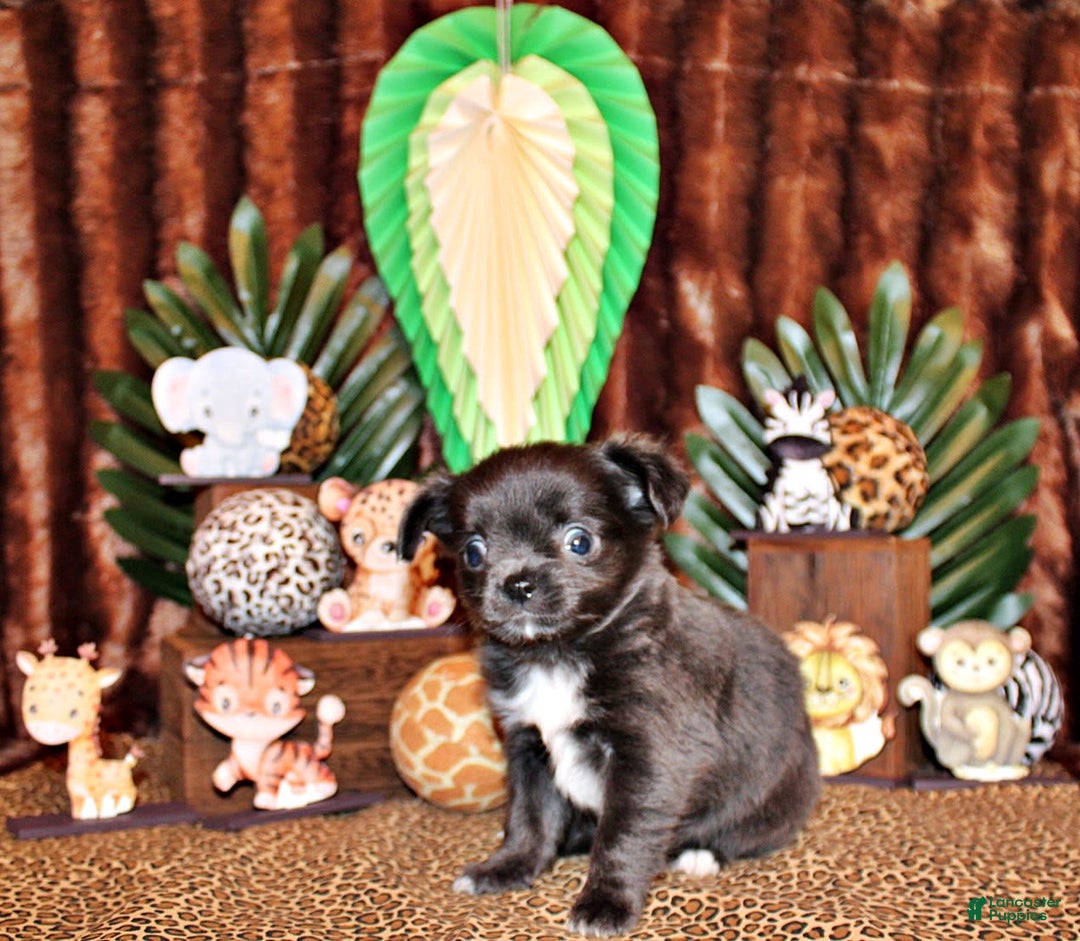 Chihuahua dogs for sale: Ohara - Image 3