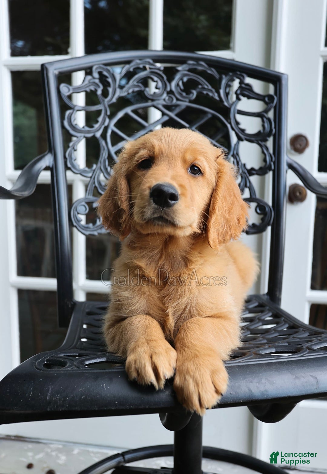 Golden Retriever dogs for sale: Spruce - Image 10