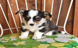 Welsh Corgi Pembroke dogs for sale: Spike - Image 2