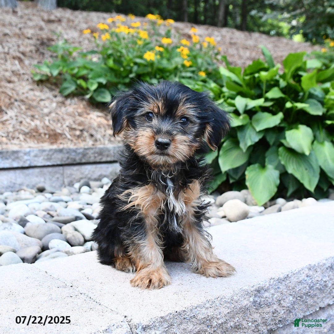 Yorkshire Terrier dogs for sale: Yorkshire Terrier 4 puppies - Image 1