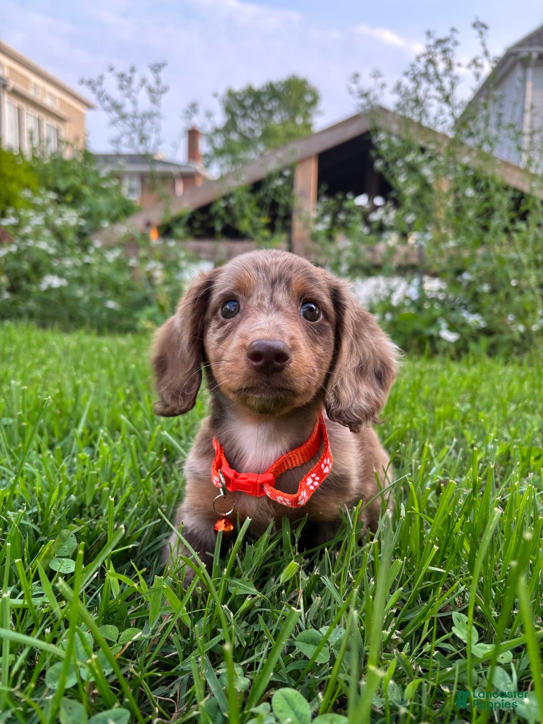 Miniature Dachshund dogs for sale: Samson - Image 1