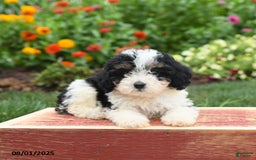 Miniature Poodle dogs for sale: Nina - Image 2