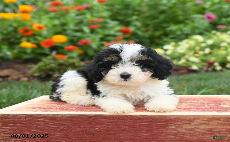Miniature Poodle dogs for sale - Ad 5
