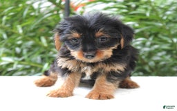 Yorkshire Terrier dogs for sale: Reese - Image 3