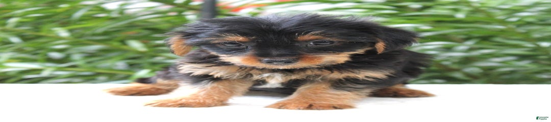 Reese