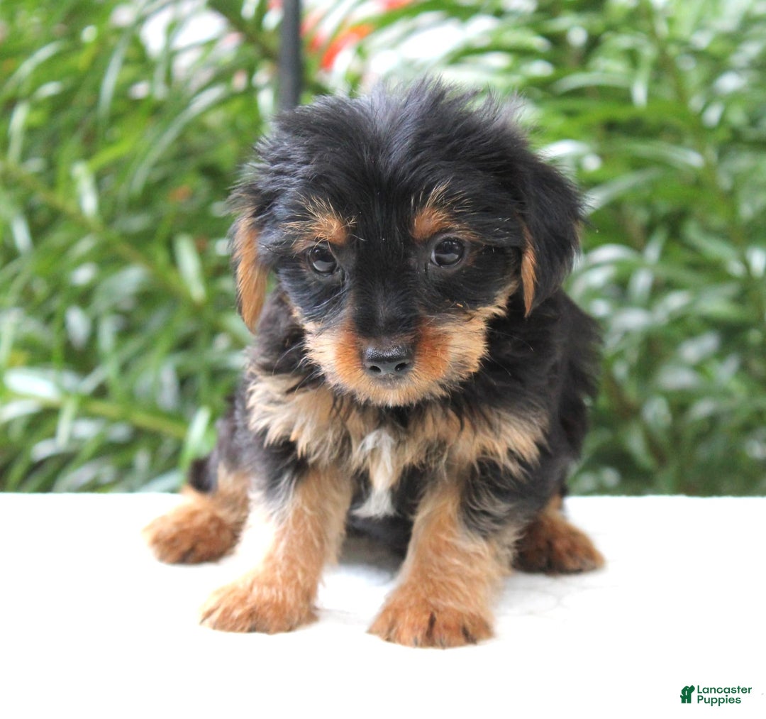 Yorkshire Terrier dogs for sale: Reese - Image 3
