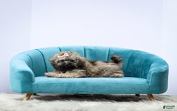 Miniature Poodle dogs for sale: Tori - Image 2