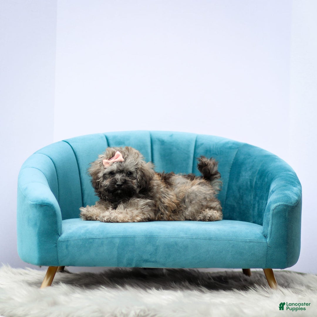 Miniature Poodle dogs for sale: Tori - Image 2