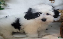 Havapoo dogs for sale: Kiku - Image 4