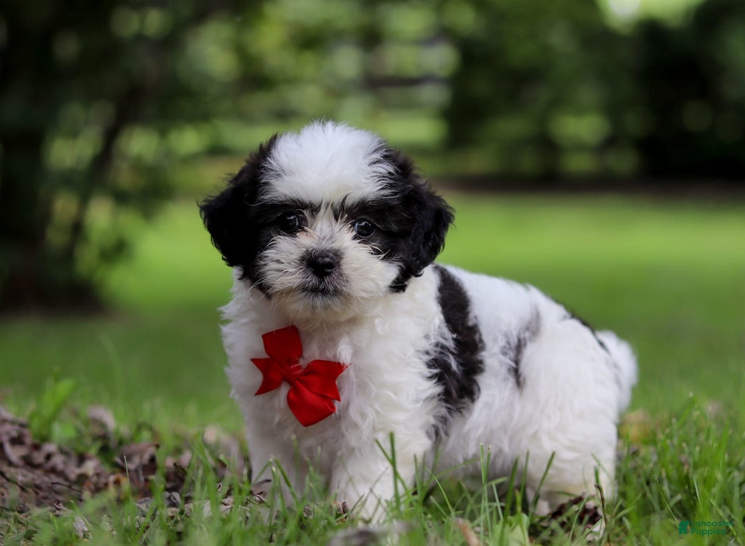 Shihpoo dogs for sale: Landon - Image 5