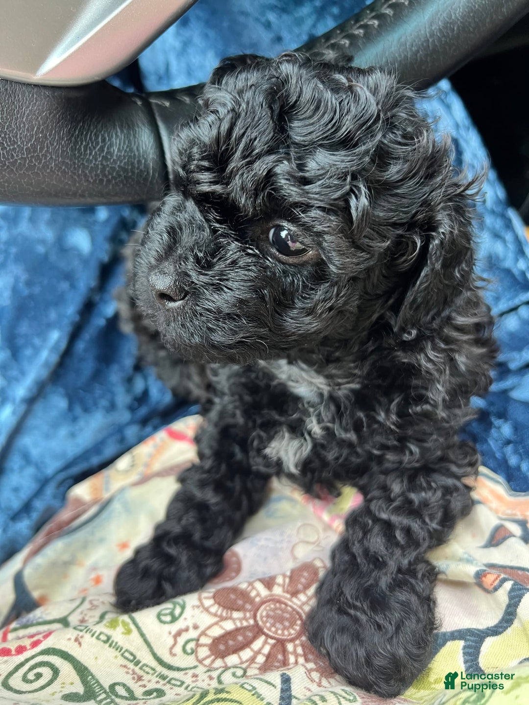 Miniature Poodle dogs for sale: Sonic - Image 16