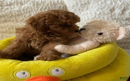 Maltipoo dogs for sale: Greg - Image 3