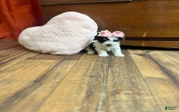 Yorkiepoo dogs for sale: Cherry - Image 1