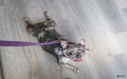 French Bulldog dogs for sale: Missy - Image 9
