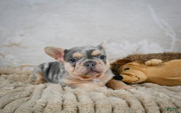 French Bulldog dogs for sale: River - Image 1