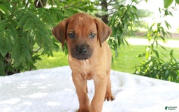 Rhodesian Ridgeback dogs for sale: Gavin - Image 9