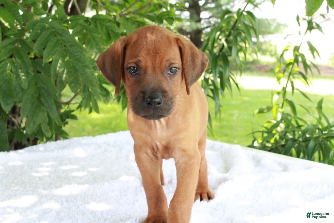 Rhodesian Ridgeback dogs for sale: Gavin - Image 9