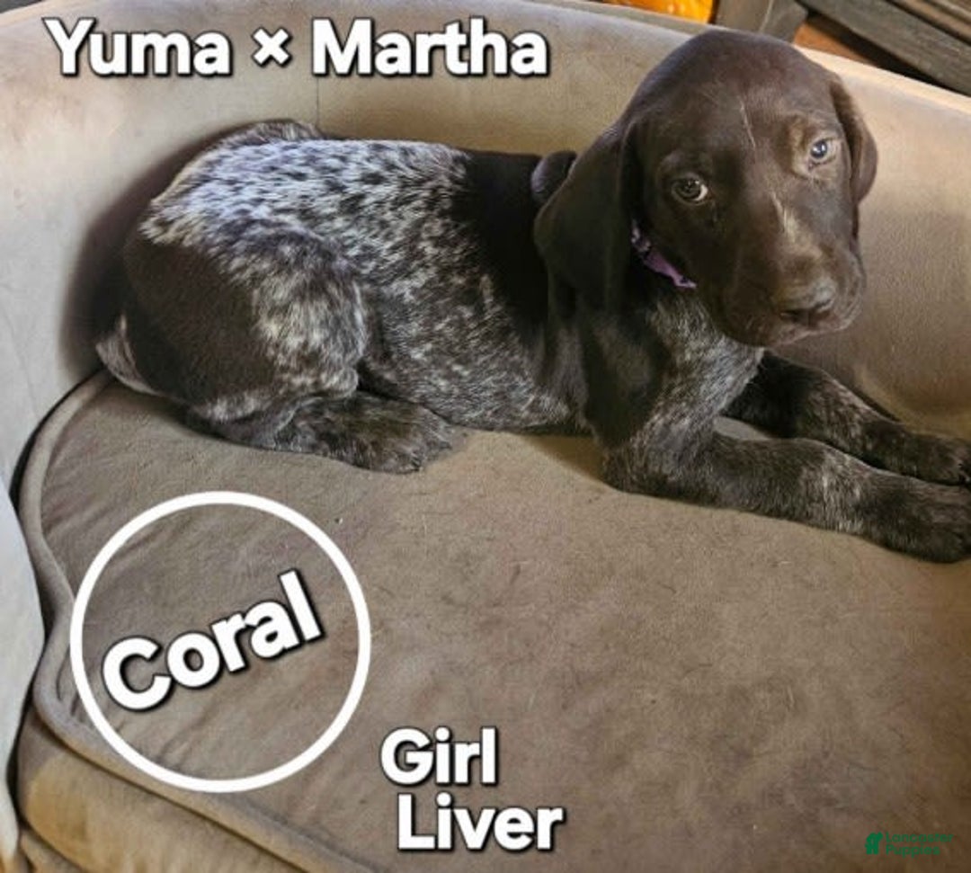 German Shorthaired Pointer dogs for sale: German Shorthaired Pointer 5 puppies - Image 6