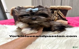 Yorkshire Terrier dogs for sale: Black Merle - Image 3