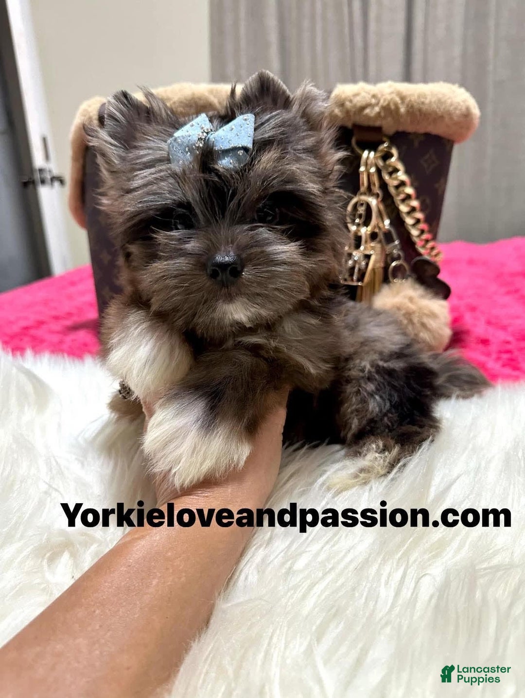 Yorkshire Terrier dogs for sale: Black Merle - Image 3