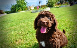 Havapoo dogs for sale: Genesis - Image 6