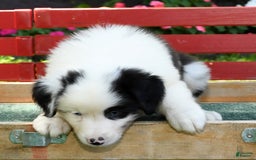 Australian Shepherd dogs for sale: Bingo - Image 6