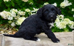 Portuguese Water Dog dogs for sale: Macy - Image 3