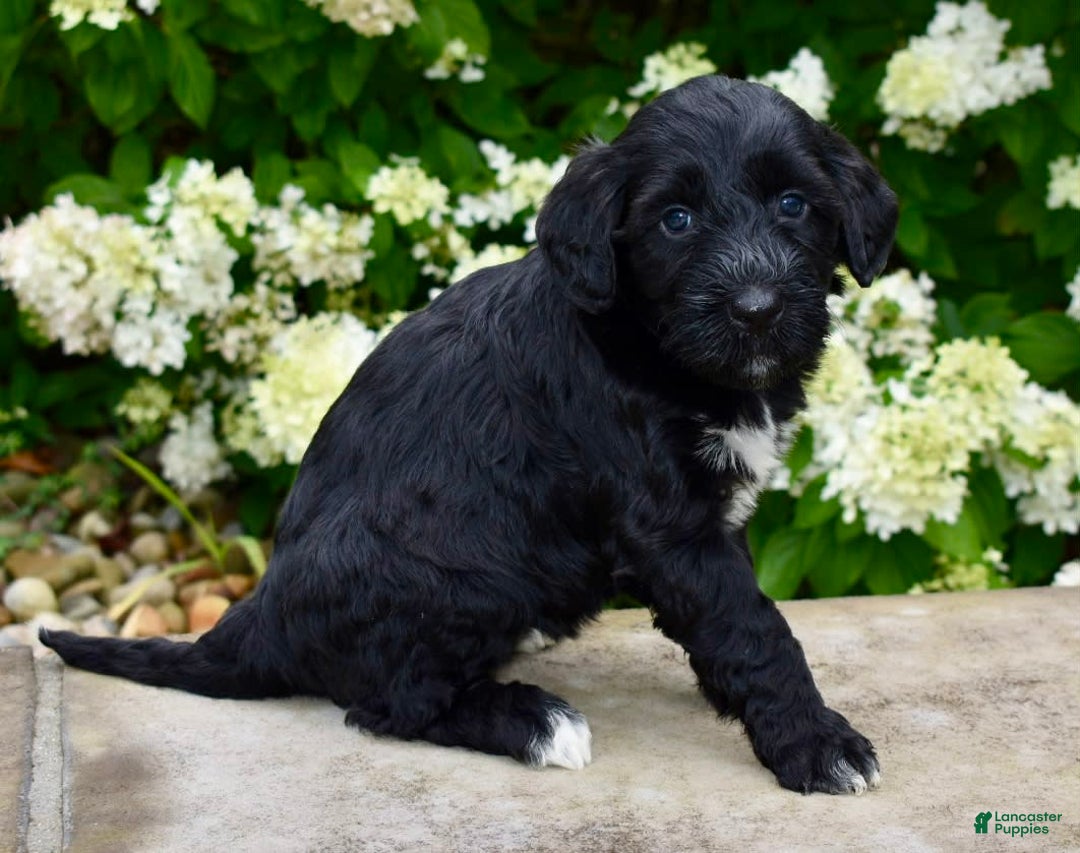 Portuguese Water Dog dogs for sale: Macy - Image 3