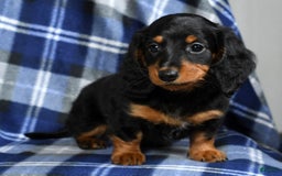 Miniature Dachshund dogs for sale: Sadie - Image 6