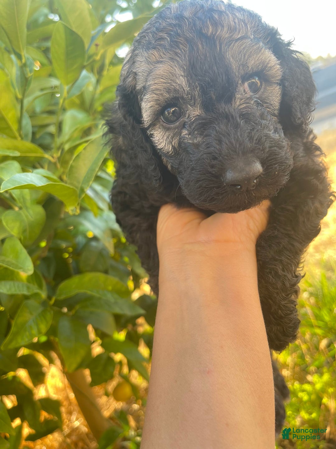 Standard Poodle dogs for sale: Pinta - Image 6