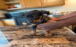 Rottweiler dogs for sale: Lilac - Image 2