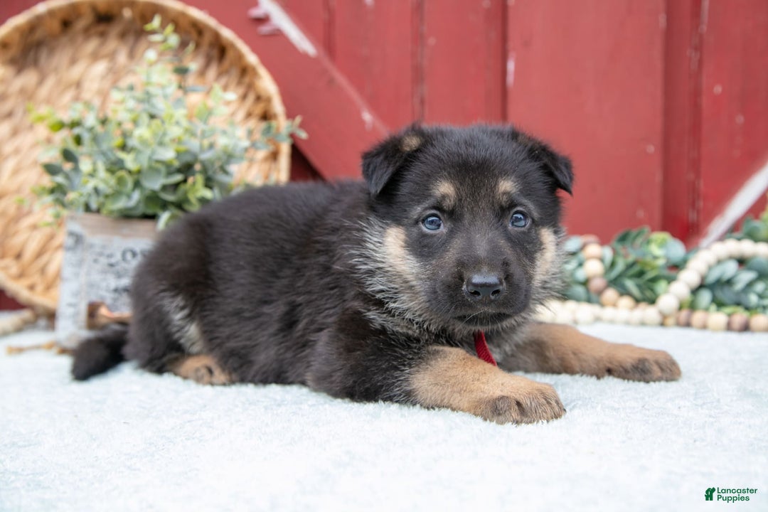 German Shepherd dogs for sale: Salem - Image 3