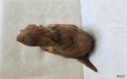 Cavapoo dogs for sale: Bruce - Image 7