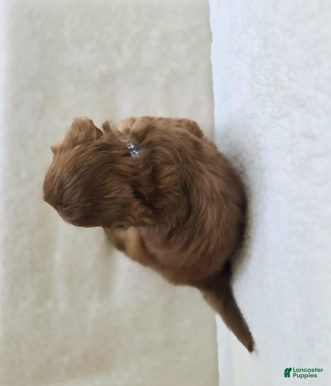 Cavapoo dogs for sale: Bruce - Image 7