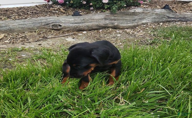 Doberman Pinscher dogs for sale - Ad 5