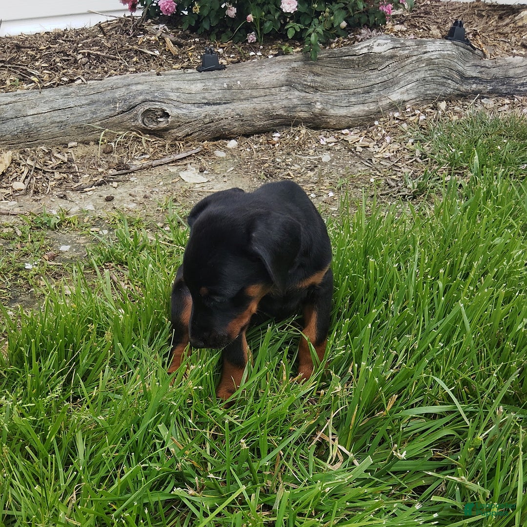 Doberman Pinscher dogs for sale: Russ - Image 1