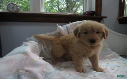 Golden Retriever dogs for sale: Starburst - Image 17