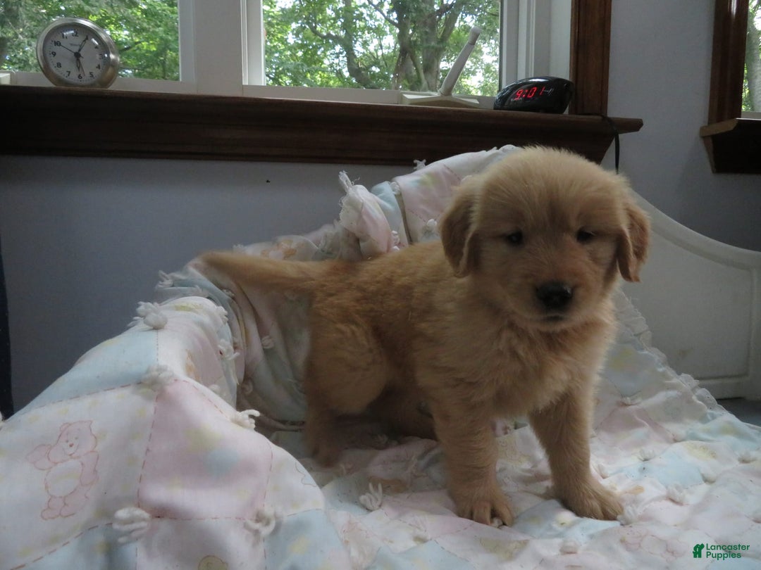 Golden Retriever dogs for sale: Starburst - Image 17
