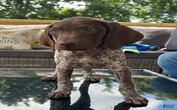 German Shorthaired Pointer dogs for sale: Dixie - Image 3